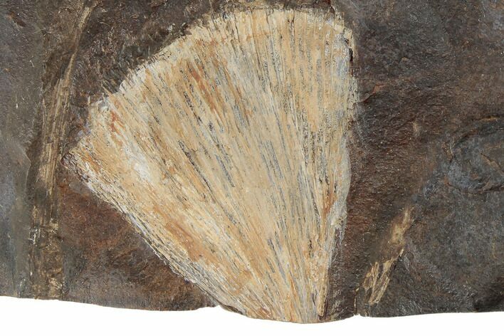 Fossil Ginkgo Leaf From North Dakota - Paleocene #189035